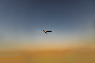 Fototapeta na wymiar Seagull flying spread wings in the sky at evening. Space for text, No focus, specifically.