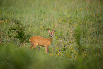 Naklejka na ściany i meble European Roe Deer female on grassland