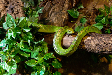 Red tailed racer, Gonyosoma oxycephalum snake relaxing on a branch.