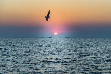 Seagulls flying over the sea on the background of beautiful sunset. Space for text, Selective focus. 