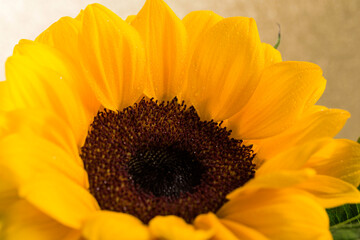 Take a close look at the beautiful sunflowers