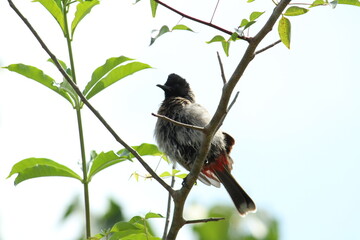 one Red Vented Bulbul bird or one bird sitting on the tree or tree branch on the morning with white background