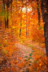 Pathway in the forest at autumn