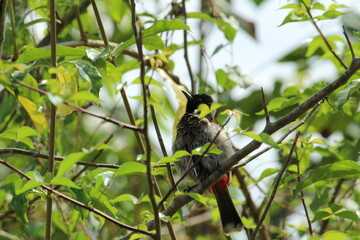 one Red Vented Bulbul bird or one bird sitting on the tree or tree branch on the morning with white background
