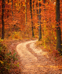 Obraz premium Pathway in the forest at autumn