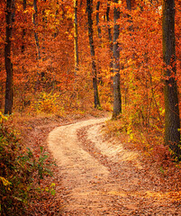 Fototapeta na wymiar Pathway in the forest at autumn