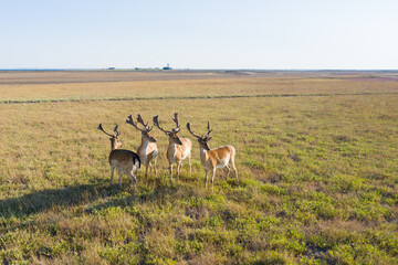 Deer in the wild on Dzharylkgach island
