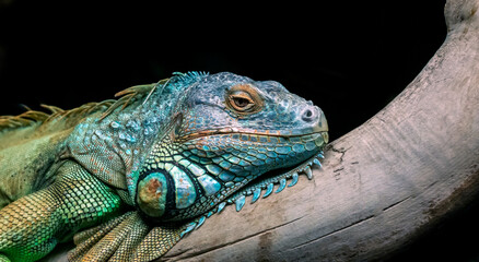 Green iguana, iguana iguana relaxing on a branch isolated on black background.