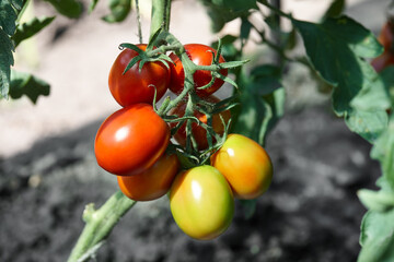Red ripe tomatoes in garden, healthy organic food