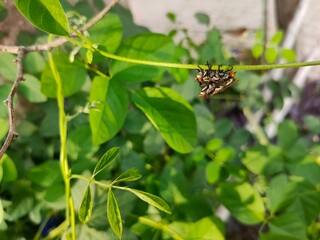 fly, They mix on the branches.