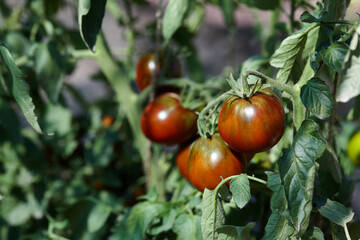 Brown ripe tomatoes in garden, healthy organic food