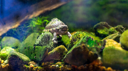 razor-backed musk turtle, Sternotherus carinatus reptile portrait.
