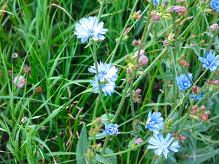 blue chicory blooms in summer in the field