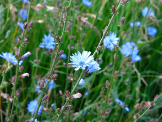 blue chicory blooms in summer in the field