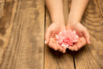 Human hands holding tender summer flower together isolated on wooden background with copyspace. Spring mood, wellness, healthy lifestyle, romantic, nature and organic concept. Spa, support, beauty.