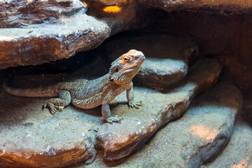 Bearded dragons, Pogona reptile portrait.