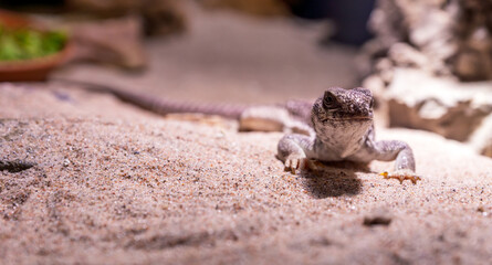 Dipsosaurus dorsalis, desert iguana reptile portrait.