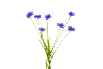 Blue cornflowers, summer flowers on white background, floral background, beautiful small cornflowers close up