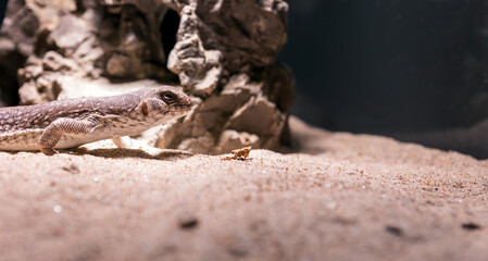 Dipsosaurus dorsalis, desert iguana reptile portrait.