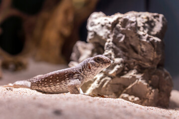 Dipsosaurus dorsalis, desert iguana reptile portrait.