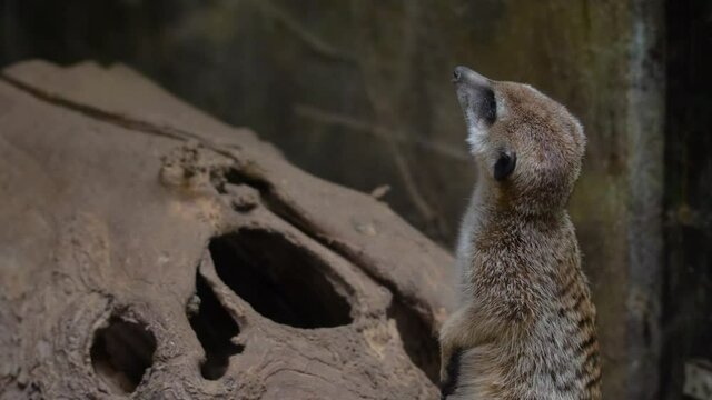 Cute meerkat is standing on a tree, fearfully looking around