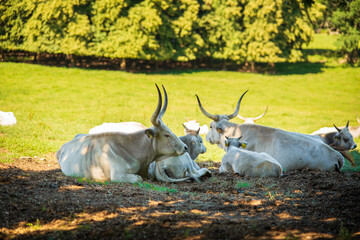 Hungarian Grey Cattle in Hortobagy National Park in Hungary