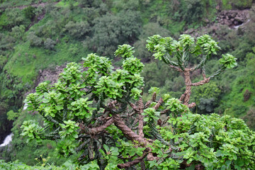 Fototapeta na wymiar Lush green leaves in forest