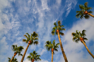 Fototapeta premium Palm trees on a blue cloudy sky background on a tropical beach.Vacation or travel concept with space for text.
