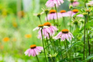 Echinacea purpurea in garden. Healing plant used for medical purposes.