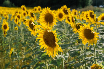Naklejka premium Field of sunflowers at summer day