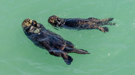 California on the way to Carmel, sea otters, mum with puppy who teaches how to break mussels