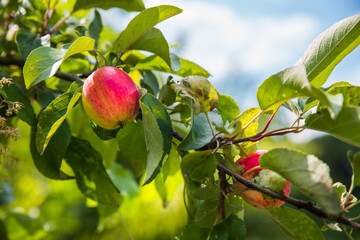 Red apples on the branches of an old tree.