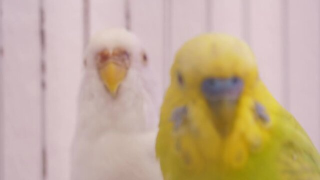 happy yellow parakeets slow motion
