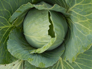 Obraz premium head of cabbage