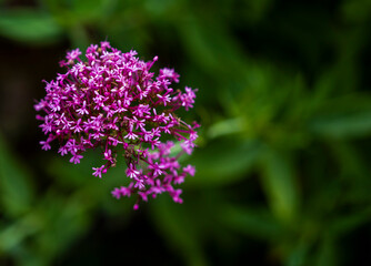 asturias  mar y montaña