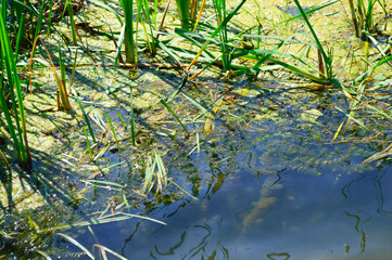 close-up - green underwater grass - algae on the surface of the river, muddy green water