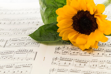 Sunflower on the sheet music