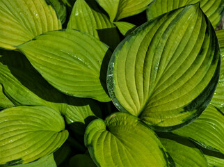 wet green hosta leaves with raindrops close up