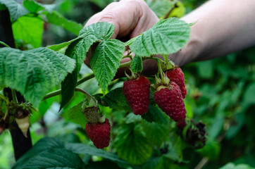 Woman's hand holding a branch with raspberries close-up