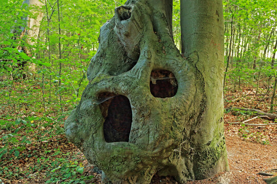Baumgesicht, Baum mit Gesicht, Schrei der Natur