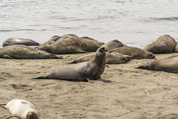 California on the way to Carmel, sealion colony