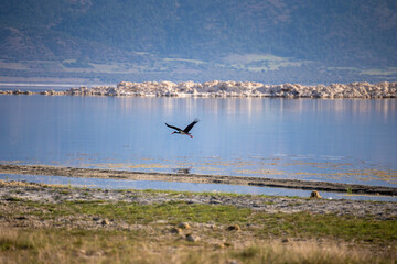 Migratory birds hunting on the Salda Lake shore. Lake Salda is a mid-size crater lake in southwestern Turkey, within the boundaries of Yesilova district of Burdur Province.