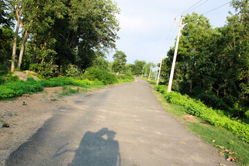 path in the forest