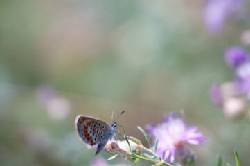 Butterfly on a colored background. Natural background.