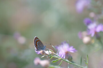 Butterfly on a colored background. Natural background.