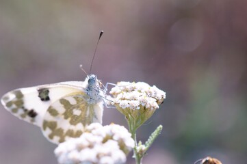 Butterfly on a colored background. Natural background.