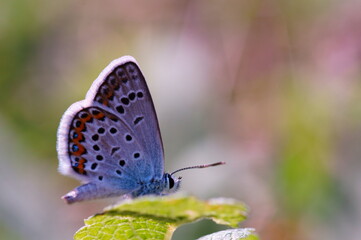 butterfly on a green leaf