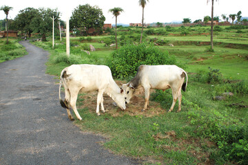 Cow fight on village road 