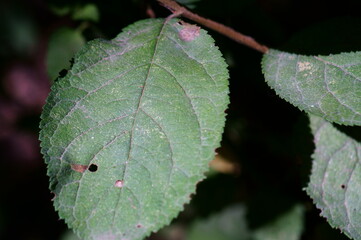 Green leaf close-up.