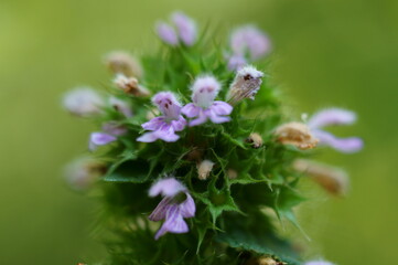 Beautiful wild flower.